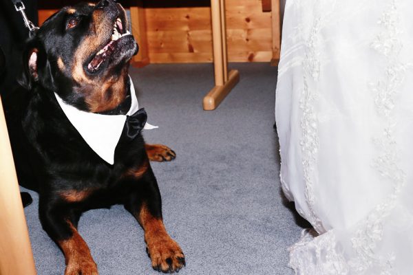 Fliege für Hochzeitshund