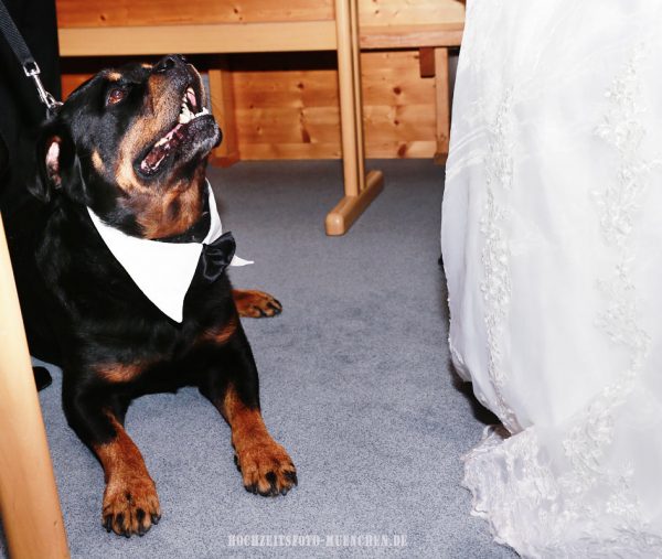 Fliege für Hochzeitshund