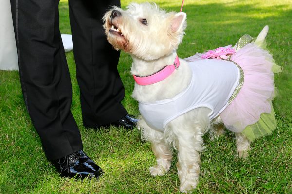 Hochzeitshund mit Rosa-Röckchen