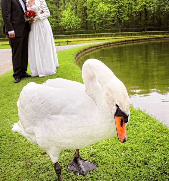 Brautpaarshooting mit Schwan