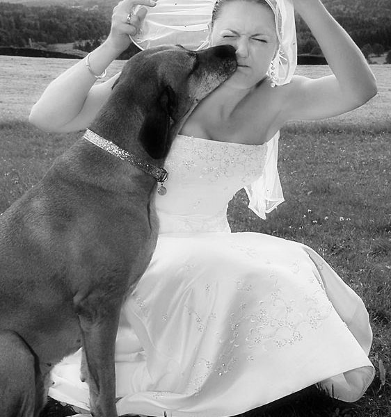 Hochzeit-Fotoreportage: Hundekuss