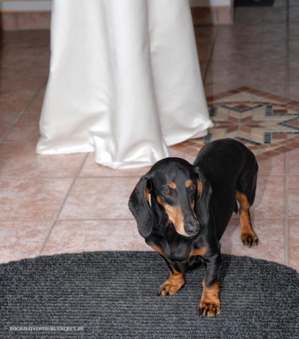 Hund und die Braut